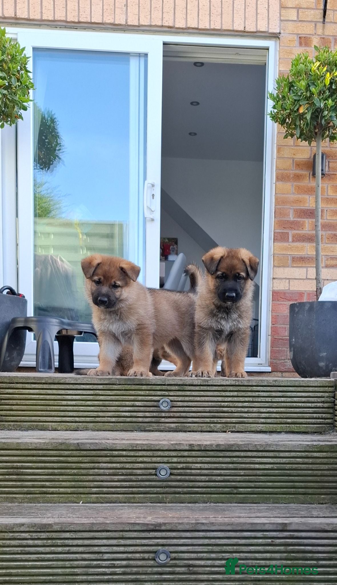 German Shepherd dogs 2x Female German Shephard puppies - Advert 1
