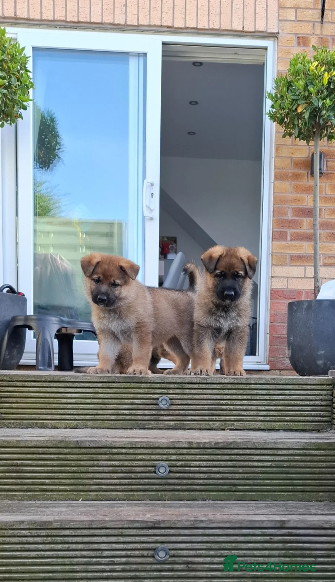 German Shepherd dogs for sale: 2x Female German Shephard puppies - Advert 1