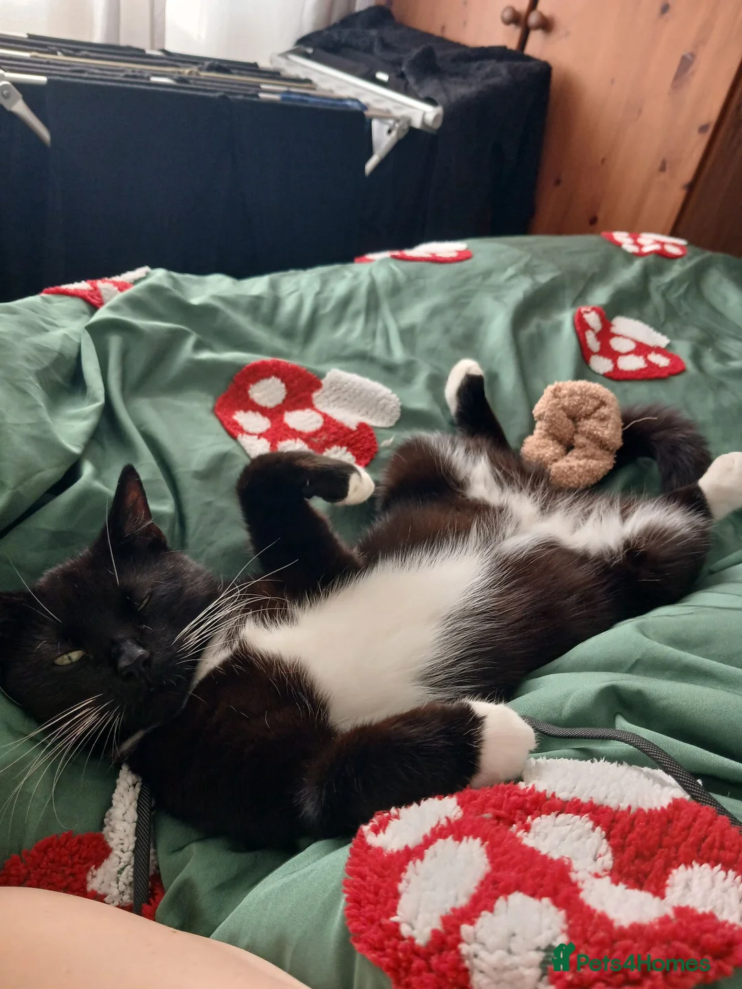Mixed Breed cats for sale: FOR ADOPTION  in Wigan - Advert 2