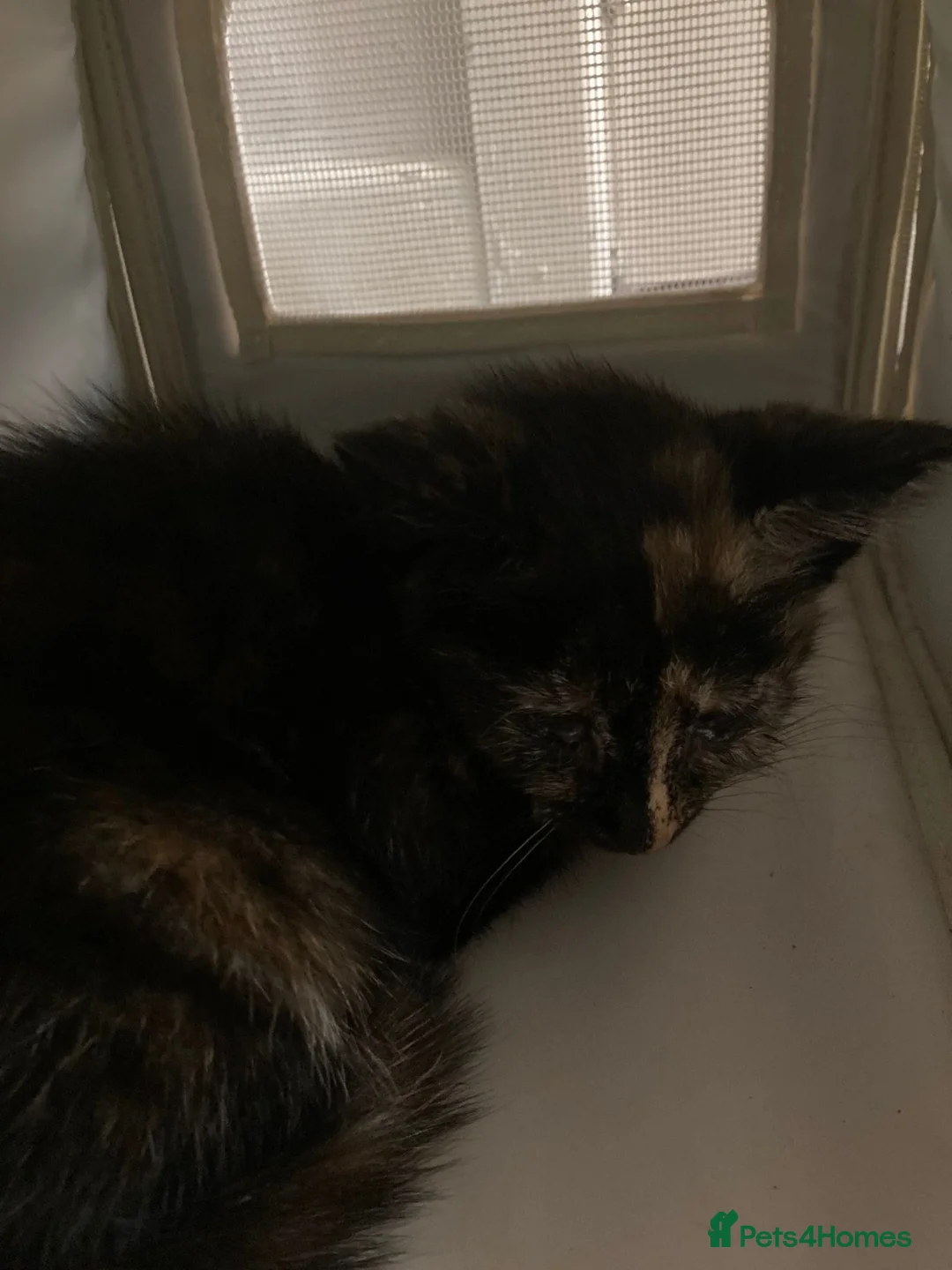 Mixed Breed cats for sale: Friendly kittens available for free - Advert 2