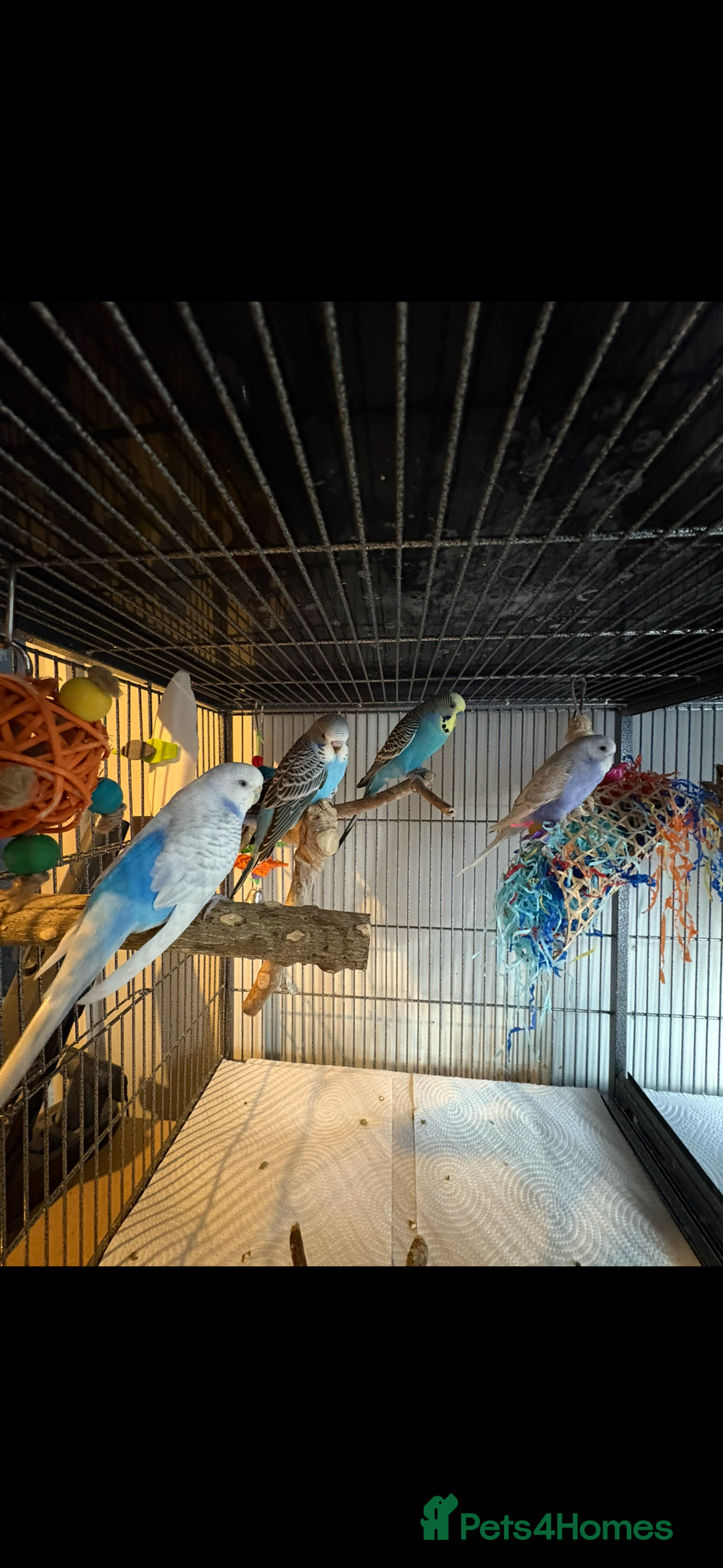 Budgerigars birds for sale: Budgies  - Advert 3