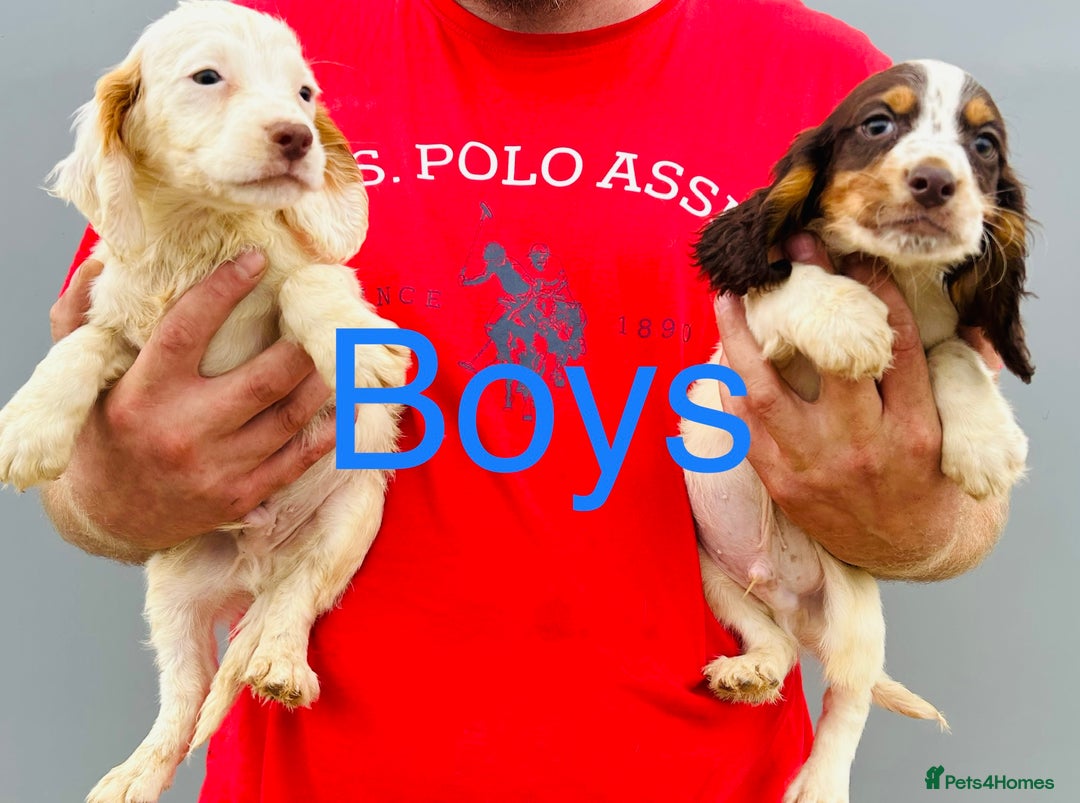 Cocker Spaniel dogs for sale: Beautiful litter of cocker spaniels - Image 11