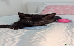 Maine Coon cats for sale: Maine Coon X kittens - Image 3