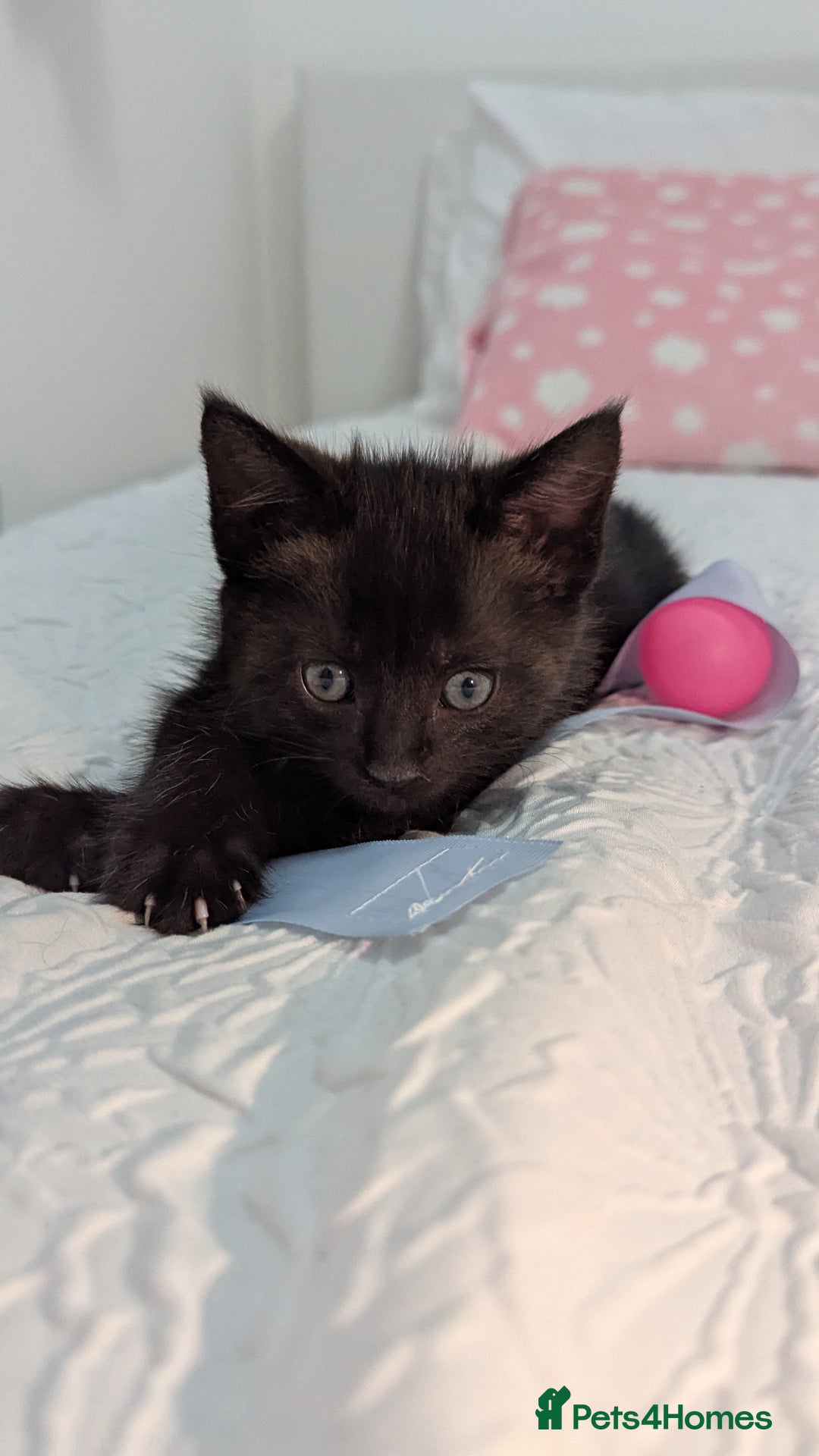 Maine Coon cats for sale: Maine Coon X kittens - Image 3