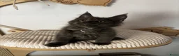 Maine Coon cats for sale: 3 Adorable female maine coon kittens  - Advert 7