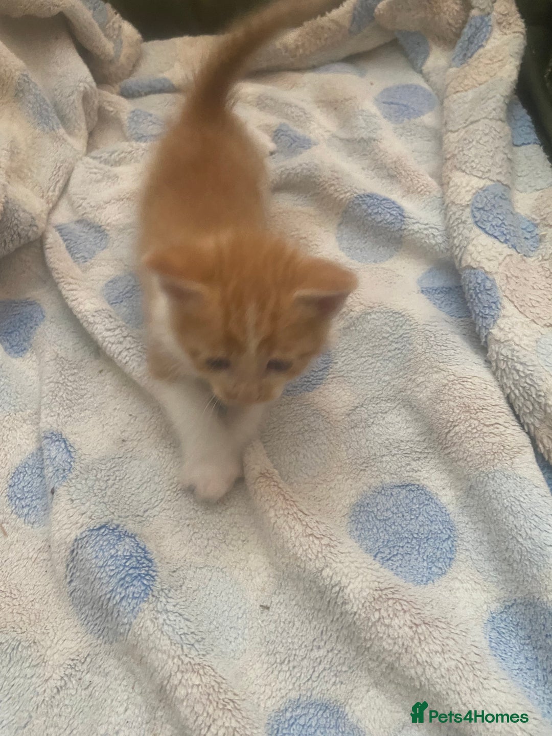 Mixed Breed cats for sale: Beautiful litter 3 girls and one boy  - Image 3