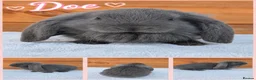 French Lop rabbits for sale: Beautiful French Lop Babies - Advert 2