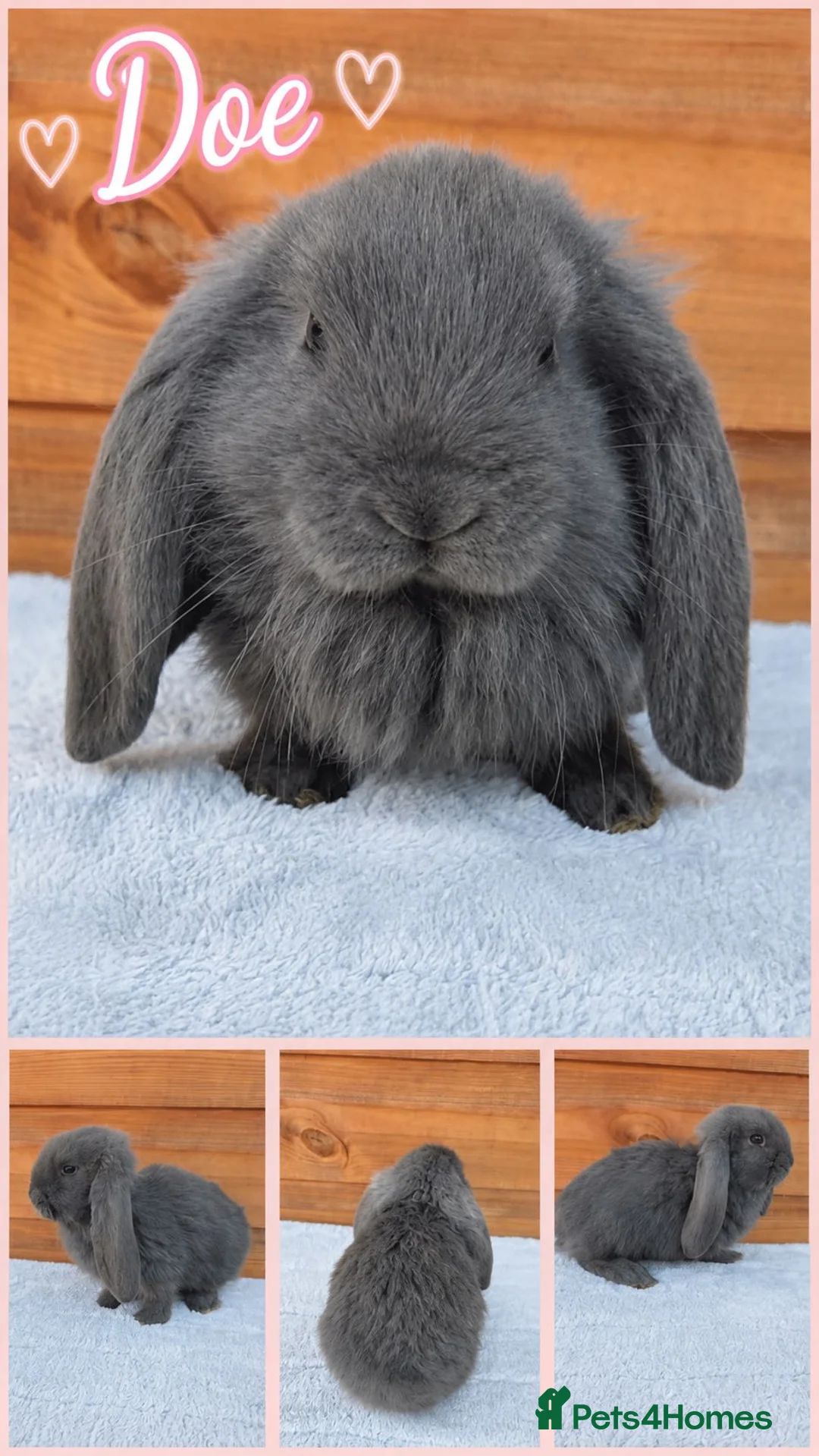 French Lop rabbits for sale: Beautiful French Lop Babies - Advert 2