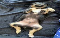 Chipoo dogs for sale: Male Mini Toy Poodle & Tea Cup Chihuahua - Image 6