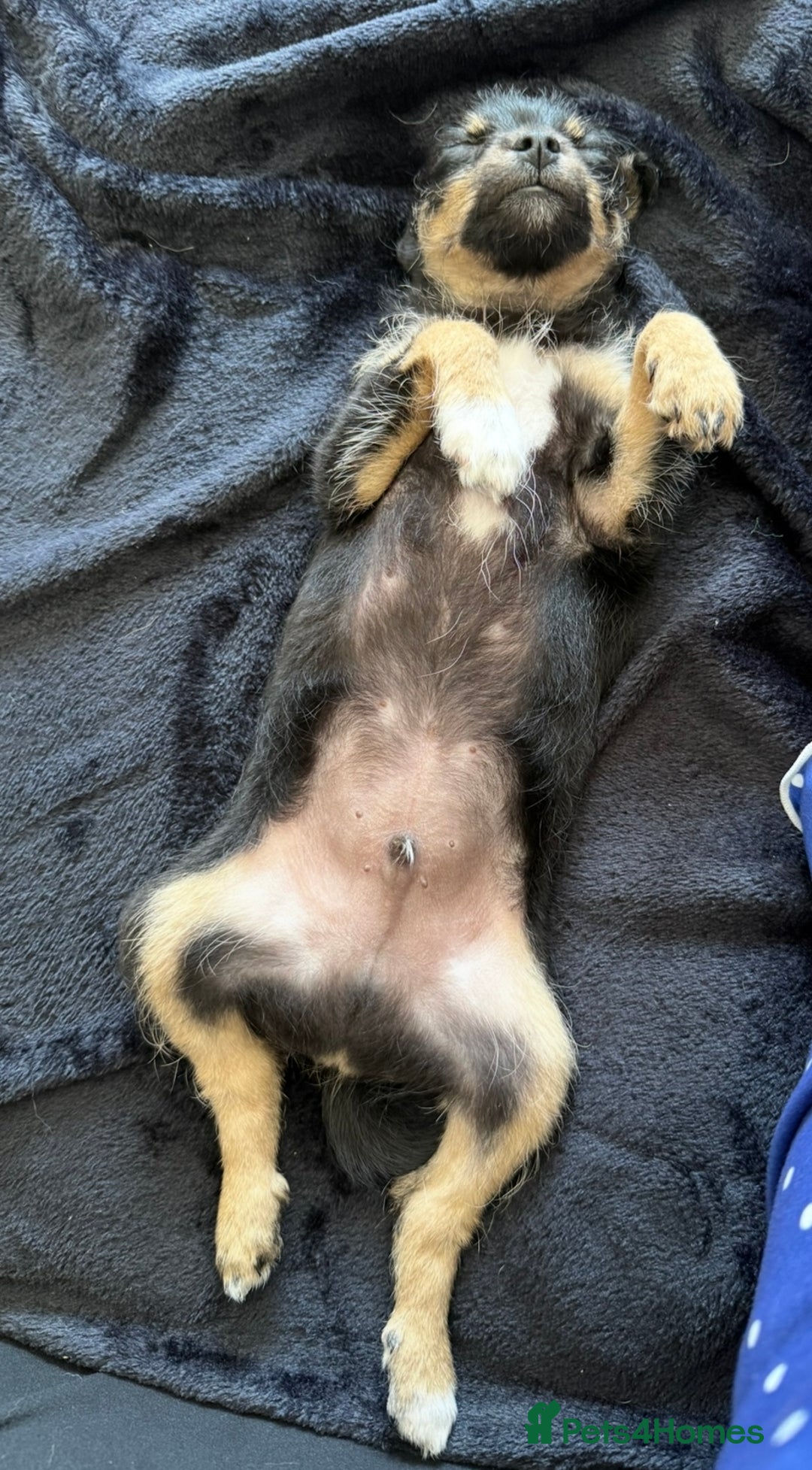 Chipoo dogs for sale: Male Mini Toy Poodle & Tea Cup Chihuahua - Image 6