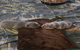 French Bulldog dogs for sale: French bulldog pups - Image 3