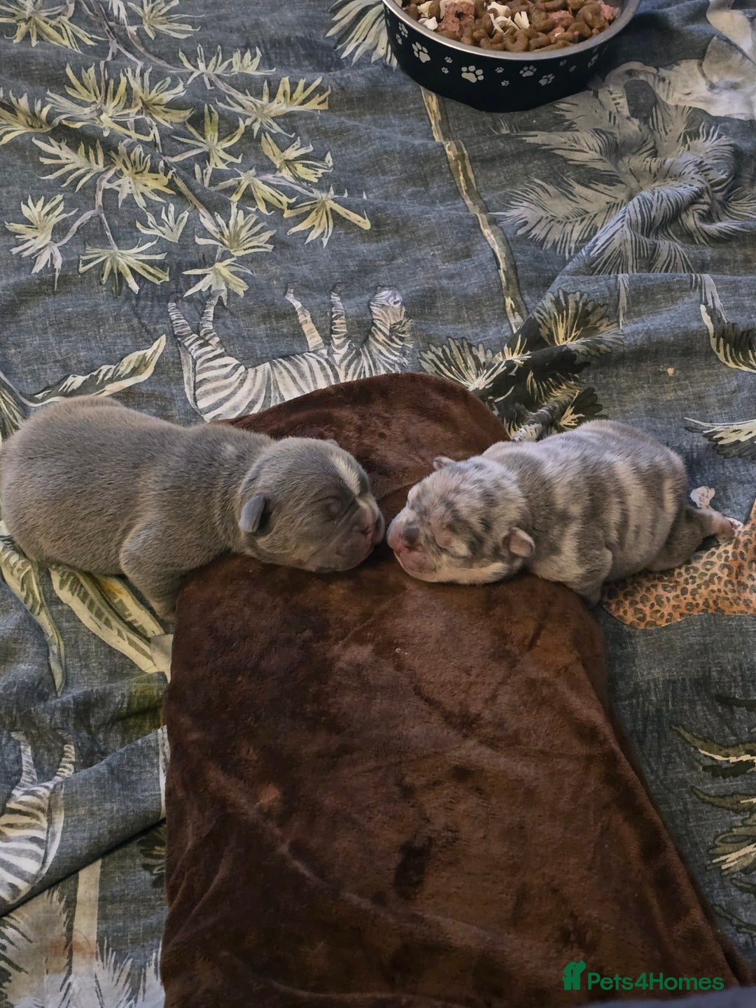 French Bulldog dogs for sale: French bulldog pups - Image 3