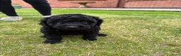 Labradoodle dogs for sale: Multi generation Standard labradoodles  - Advert 7