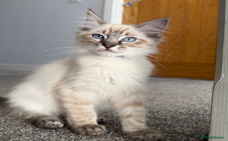 Ragdoll cats - Advert 2