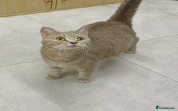 British Shorthair cats for sale: British Shorthair Kittens Looking for Loving Homes - Image 7