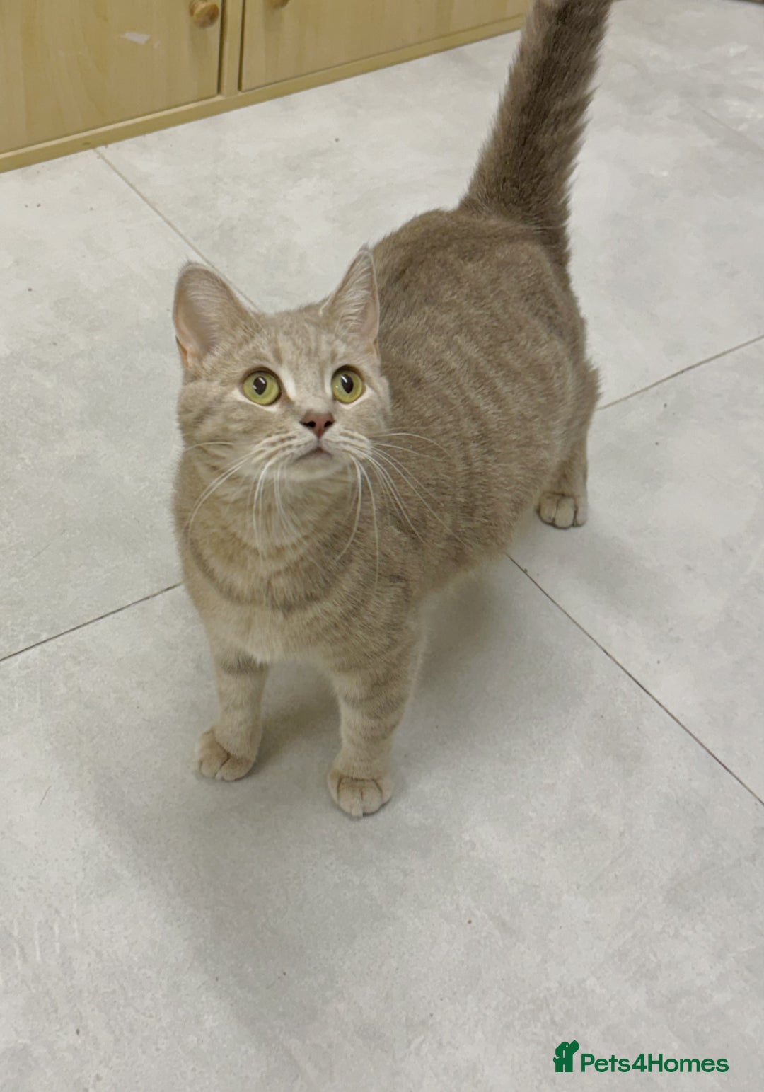 British Shorthair cats for sale: British Shorthair Kittens Looking for Loving Homes - Image 7