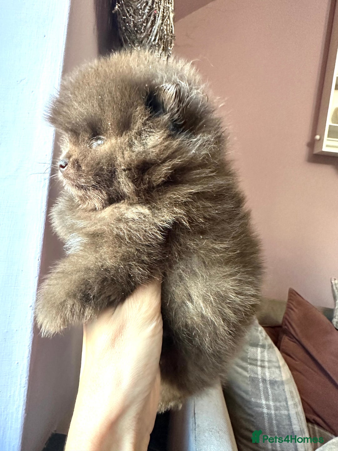 Pomeranian dogs for sale: Quality Chocolate Small Chocolate Teddy Bear - Image 14