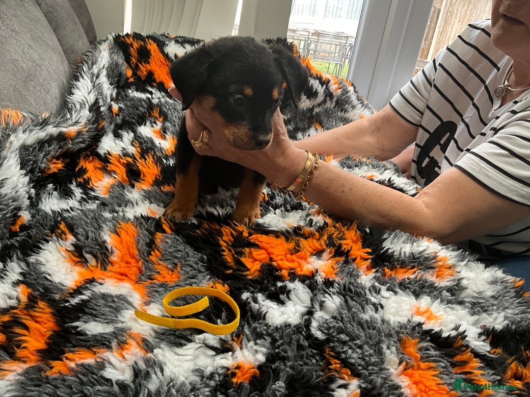 Rottweiler dogs for sale: ROTTWIELER PUPPIES - Image 5