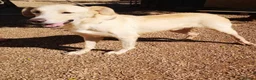Mixed Breed dogs for adoption: 🐾💔 Yogui Needs a Home 💔🐾 - Advert 5