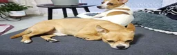 Jack Chi dogs for sale: 3 beautifully puppies for sale in London - Advert 4
