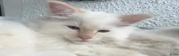Ragdoll cats for sale: Blue Tortie Point Mitted Ragdoll Kittens - Advert 28