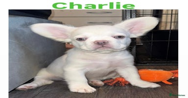 French Bulldog dogs REDUCED! Fluffy French Bulldog Puppies  - Advert 4