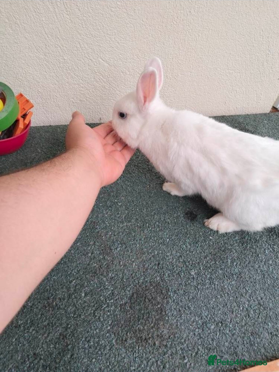 Netherland Dwarf rabbits for sale: netherlands dwarf - Advert 5