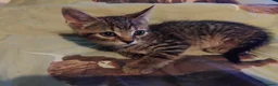 British Shorthair cats for sale: Kittens £160 - Advert 23