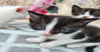 Mixed Breed cats - Advert 10