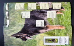 German Shepherd dogs for sale: OLD FASHION GSD PUPPIES DUE 8TH OCTOBER  - Image 5