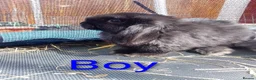 Mini Lop rabbits for sale: Mini Lop Bunnies Ready to leave 12/05 - Advert 8