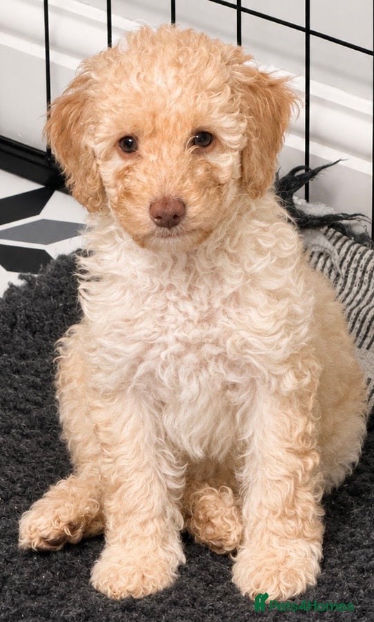 Cockapoo dogs F2b cockapoo puppies  - Advert 2