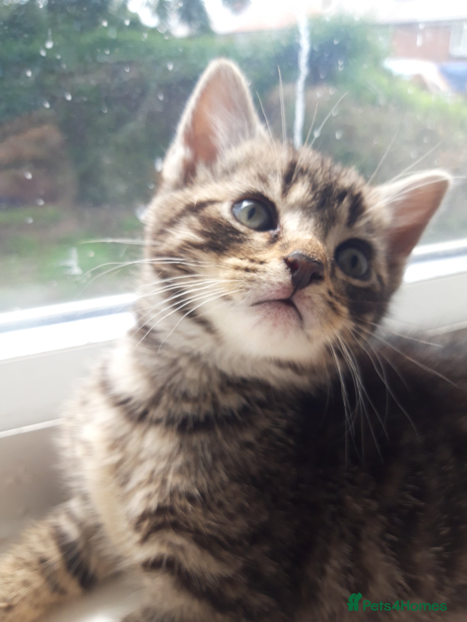 British Shorthair cats Kittens for sale. 2 boys 1 girl.  - Advert 3