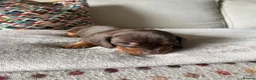 Miniature Dachshund dogs for sale: 3 Miniature Dachshund Puppies    in York - Advert 15