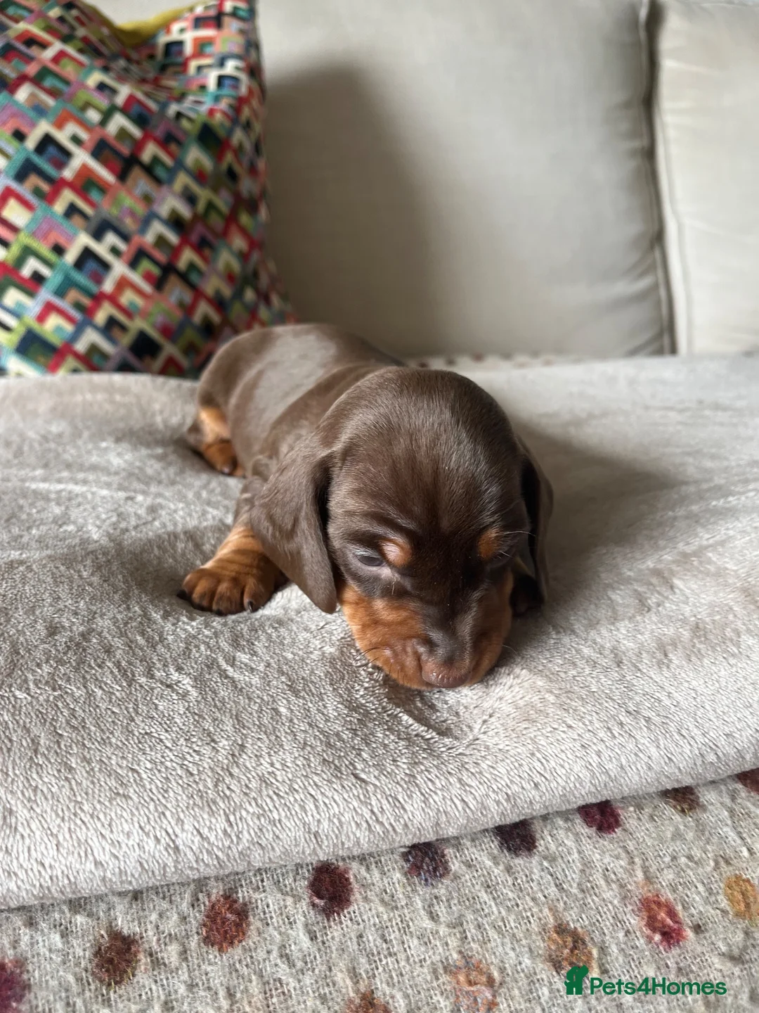 Miniature Dachshund dogs for sale: 3 Miniature Dachshund Puppies    in York - Advert 15
