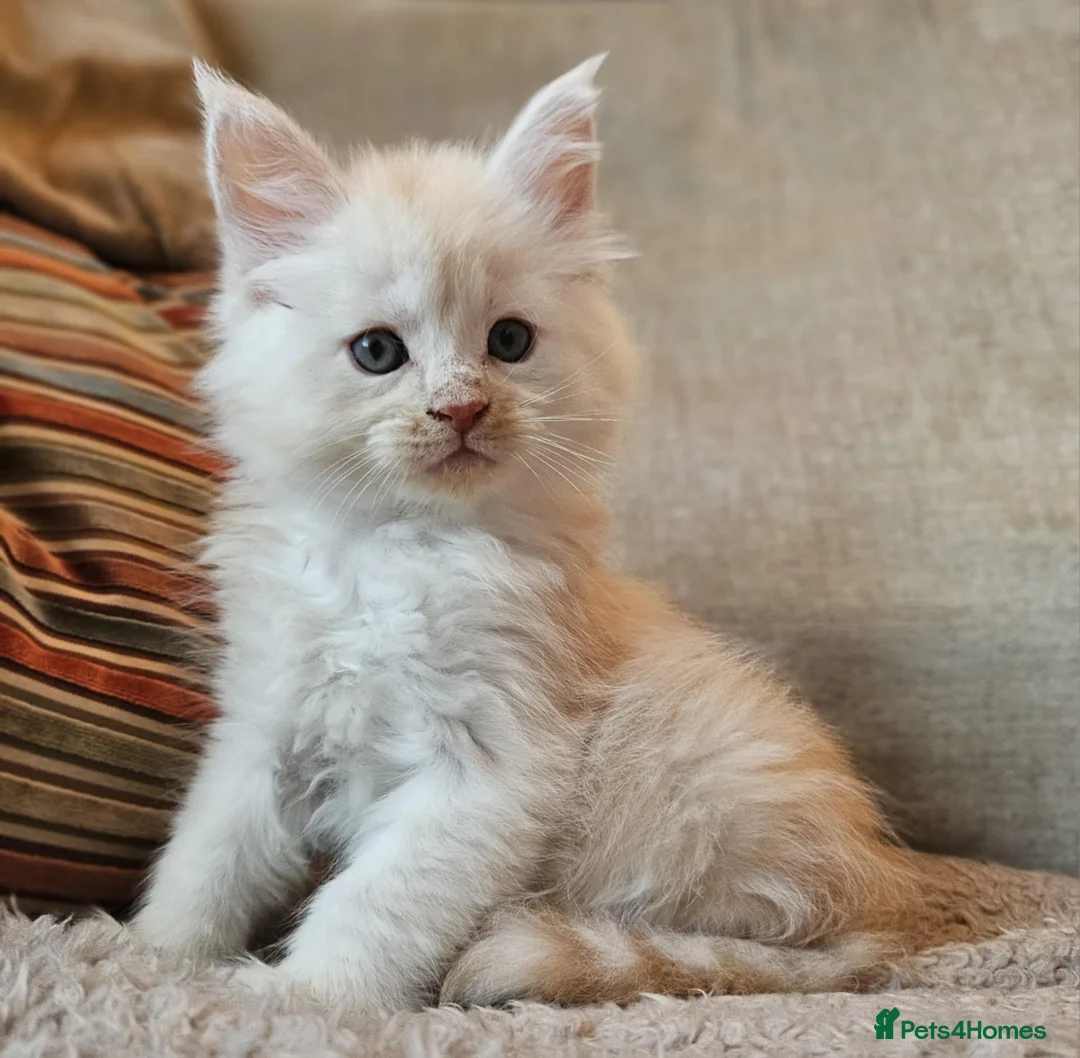 Maine Coon cats for sale: XXL Exceptional Pedigree Kittens Russian line - Advert 27