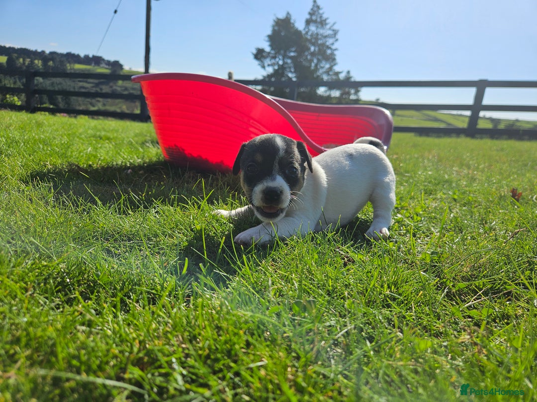 Jack Russell dogs for sale: Traditional Jack Russell Puppies - Image 2