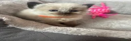 Ragdoll cats for sale: Stunning ragdoll boy in Lancaster - Advert 3
