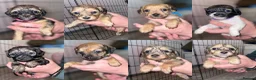 Mixed Breed dogs for sale: Beautiful Poochi Datzu Puppies  - Advert 5