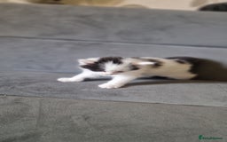 American Shorthair cats for sale: Fluffy Black&White Kittens Ready for Loving Homes - Image 7