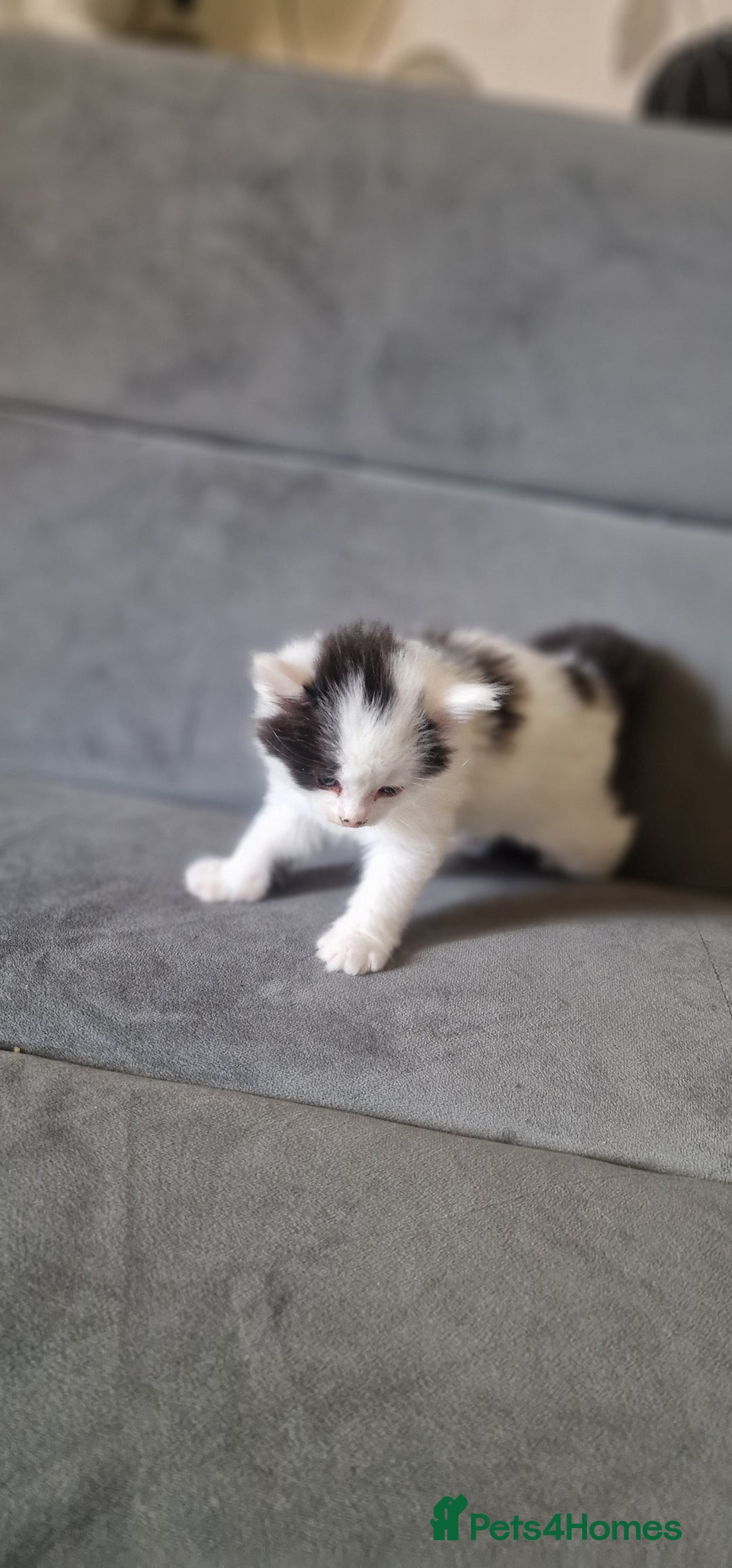 American Shorthair cats for sale: Fluffy Black&White Kittens Ready for Loving Homes - Image 7