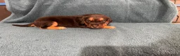 Mixed Breed dogs for sale: Brocker in Wakefield - Advert 3