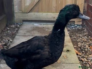 Ducks poultry Cayuga Drake - Advert 1