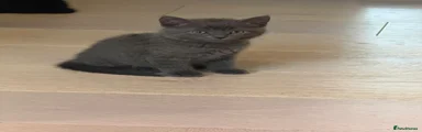 British Shorthair 1