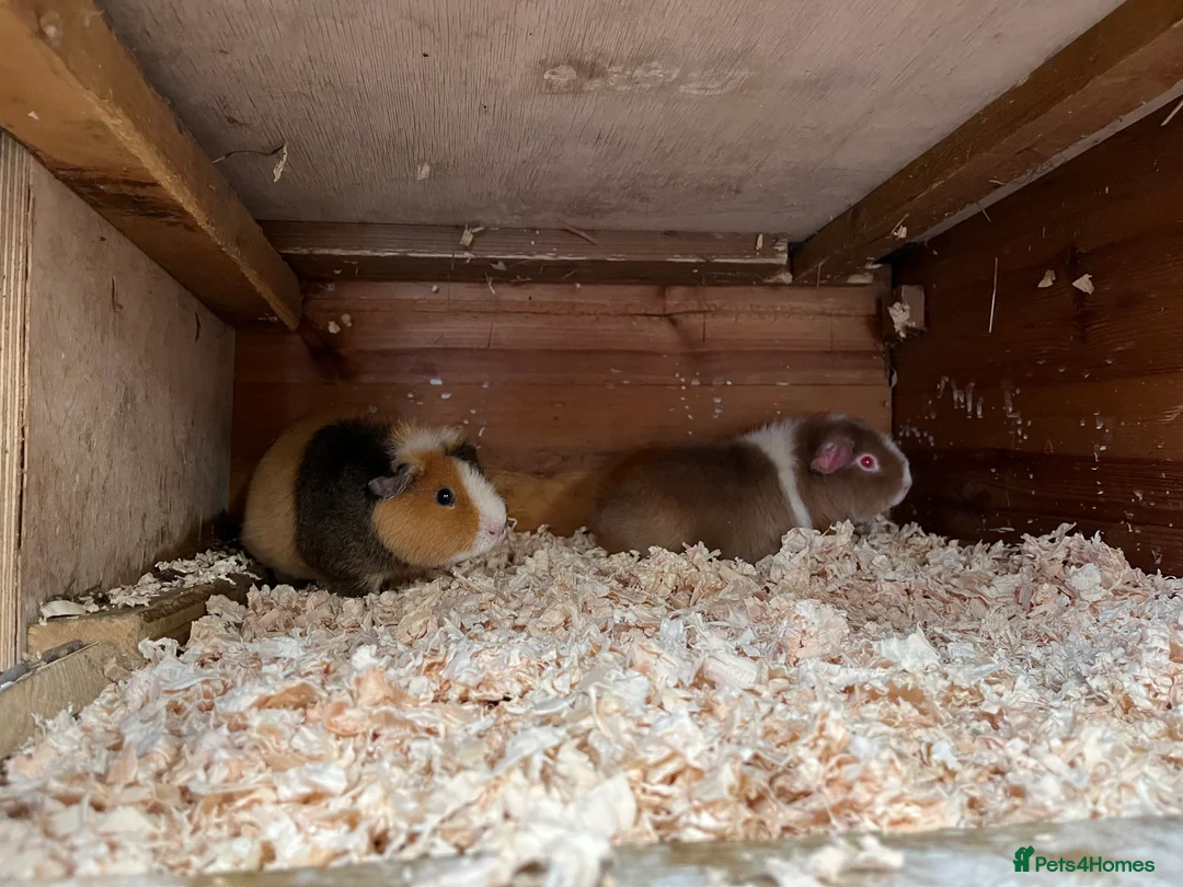 Guinea Pig rodents for sale: Teddy guinea pigs for sale  - Advert 4