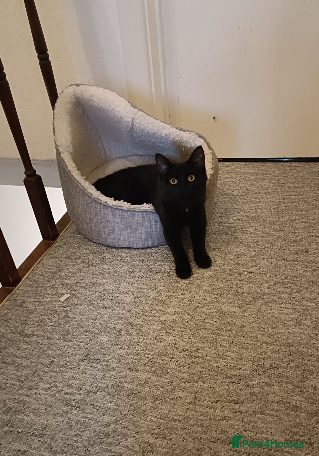 Mixed Breed cats for sale: 1 year old female cat looking for loving home  - Advert 2