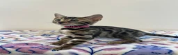 Bengal cats for sale: READY TO GO! Pure Pedigree Bengal Kittens TICA Reg - Advert 10