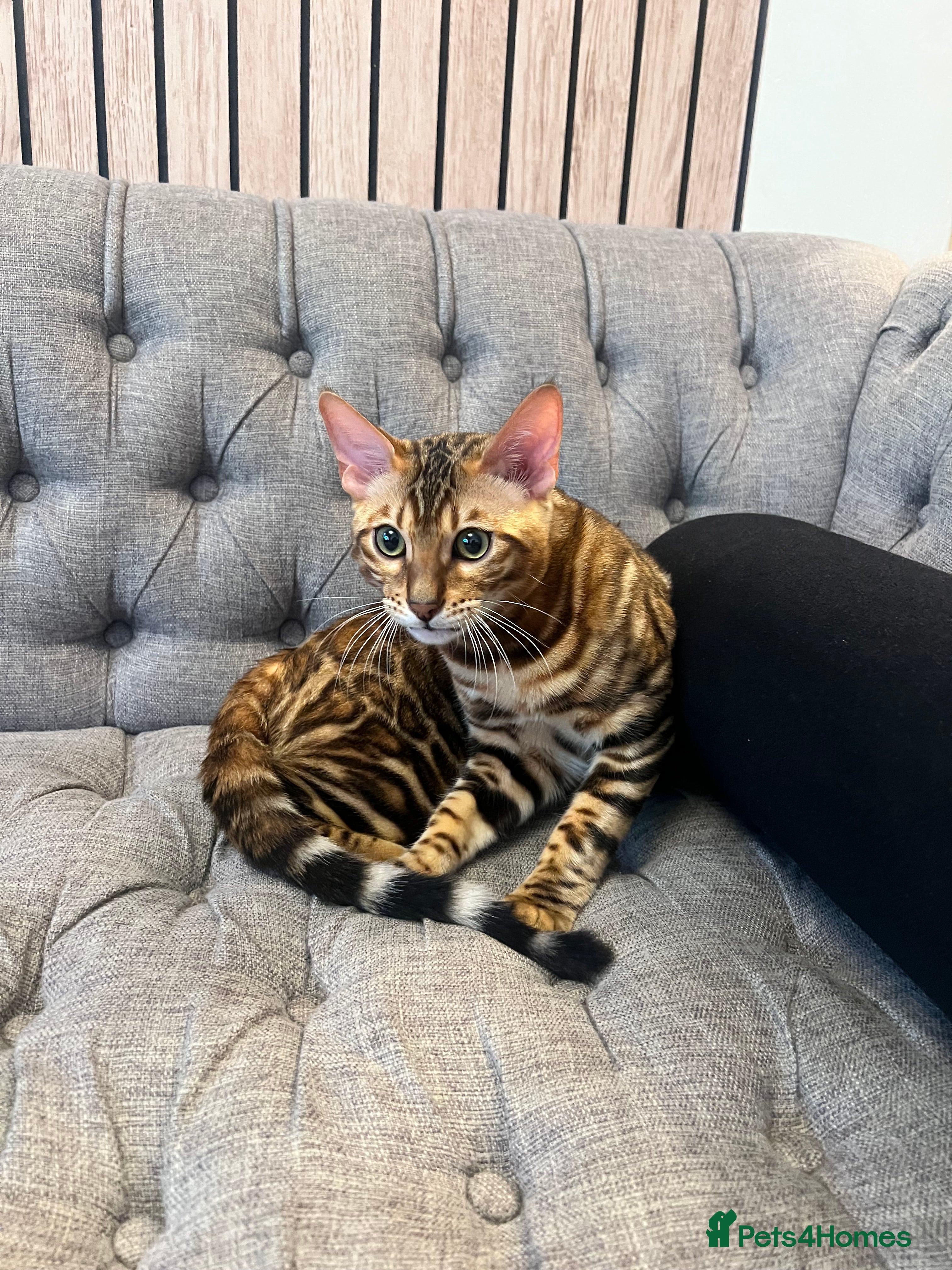 Bengal cats Bengal kitten with gorgeous patterns  in Woking - Advert 2