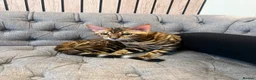 Bengal cats for sale: Bengal kitten with gorgeous patterns  - Advert 1