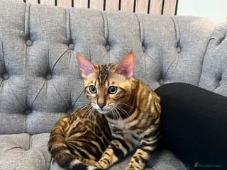 Bengal cats Bengal kitten with gorgeous patterns in Woking - Advert 6